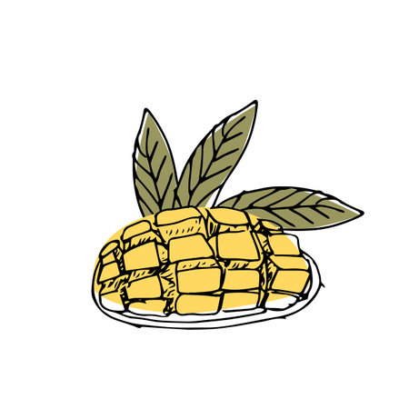 Hand drawn cut Mango fruit in sketch art illustration. Vector illustration of tropical fruit for healthy - mango. Ink paint art in vintage style.のイラスト素材