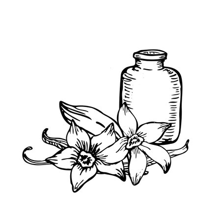 Detailed vector of vanilla orchid flowers and pods, illustrated in line art. A stylish bundle of sticks and blossoms, ideal for branding and packaging.のイラスト素材