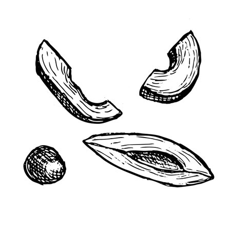 Hand drawn vector avocado slices set in linear engraving style, sketch of tropical fruit slices with avocado bone. Botanical illustration outline isolated on transparent background.のイラスト素材