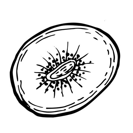 Kiwi slice fruit isolated on transparent background. Vintage linear vector illustration for food packaging design. Sketch of kiwi fruit.のイラスト素材