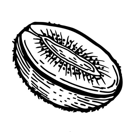 Kiwi cutting fruit isolated on transparent background. Vintage linear vector illustration for food packaging, labels. Sketch of kiwi halves.のイラスト素材