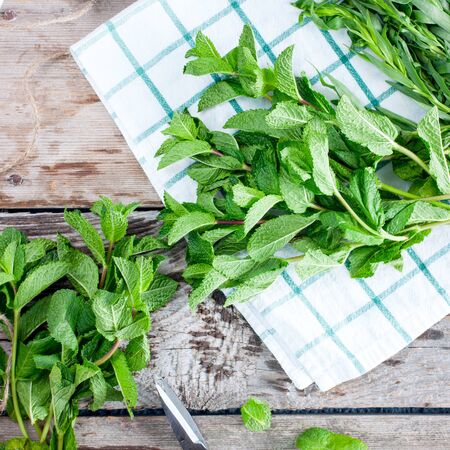 Female hands tie fresh mint into a bundle for storage, top view, selective focusの写真素材