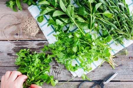 Female hands gather into the bunch fresh green coriander on a wooden table next to other fragrant fresh herbs, top viewの写真素材