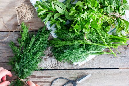 Female hands collect fresh dill greens on a wooden table next to other fragrant fresh herbs in a bunch, top viewの写真素材