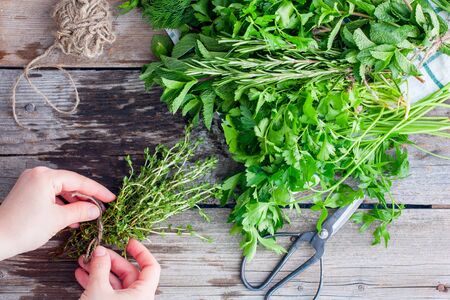 Female hands are collected in a bunch of fresh thyme, top viewの写真素材