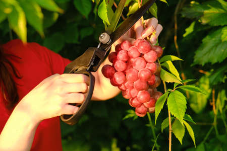 A woman cut red grape in a vineyard among the wine treesの写真素材