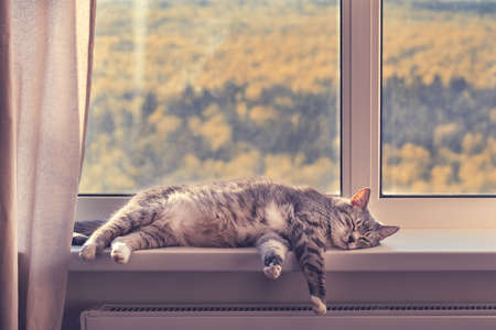 A cat sleeps by the window with an orange autumn forest, close-up. Quarantine because of the epidemic of the coronavirus, conceptの写真素材