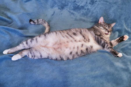Cat lies belly up. Big belly of a pet. Cat on the big blue blanket looks evil. Copyspace for text.の写真素材