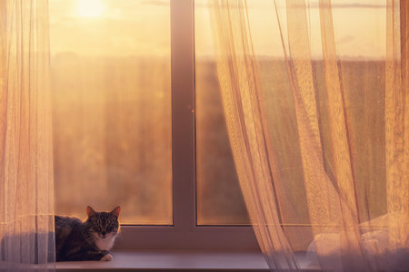 The cat is lying at the window with a beautiful sunset. The concept of isolation at home due to...