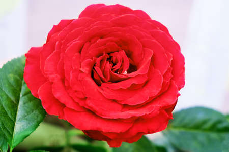 red rose flower with green leaves, close-upの写真素材