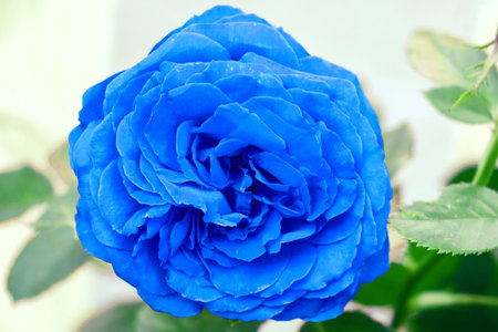 blue rose Flower with green leaves, close-up