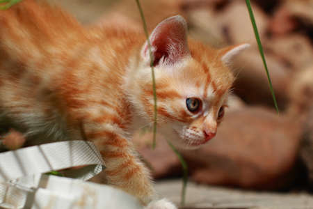 Kitten with blurred background.の写真素材