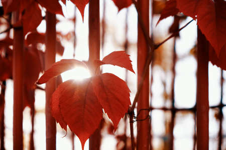Red leaves of a climbing plant at sunsetの写真素材