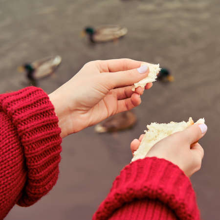 Young woman feeds birds on autumn laker, hand close-upの写真素材