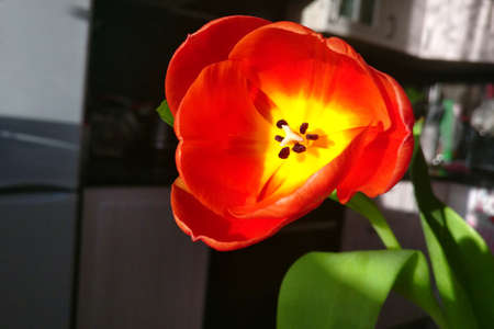 Red Tulip flower with dark background.の写真素材