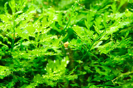 Algae with water bubbles and a snail, backgroundの写真素材