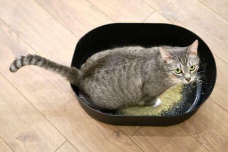 The cat goes to the toilet tray with fillerの写真素材