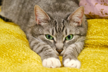 The cat is stretched out on a yellow blanket with open green eyes, paws close-up