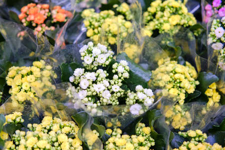 Yellow and white bouquets kalanchoe is a genus of ropical, succulent flowering plants in the family Crassulaceae, mainly native to Madagascar and tropical Africaの写真素材