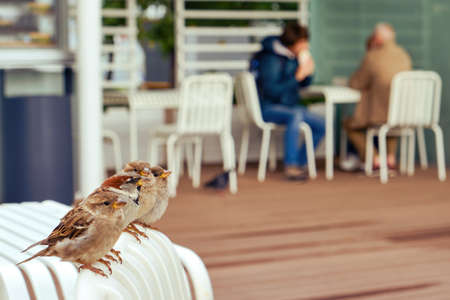 Sparrows watch people in a summer cafe waiting for food, copy spaceの写真素材