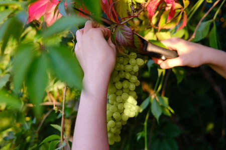 A woman cuts white grape branches of a vine with shearsの写真素材