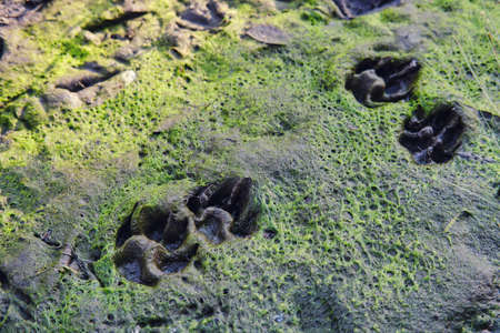 Footprints of a dog or a wolf in a swamp, close upの写真素材