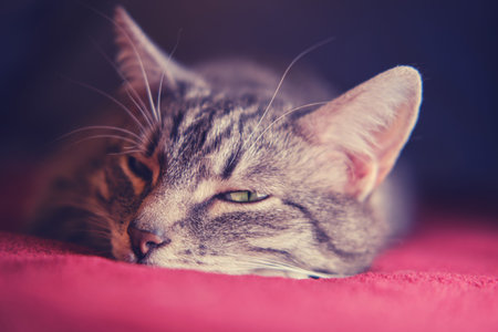 Portrait of a gray cat falling sleep on the sofa, close-up. Face of a male cat lying on the red bed,...