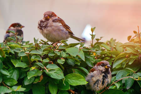 Male sparrows are sitting on a green bush, close-upの写真素材