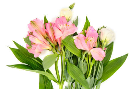 Bouquet of pink inca lilies on a white background, isolatedの写真素材