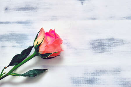 Pink rose on a white wooden background, copy space for textの写真素材