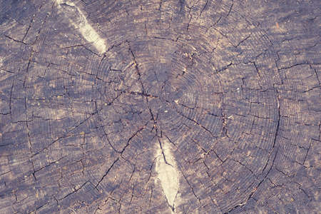 Texture of an old tree stump, top viewの写真素材