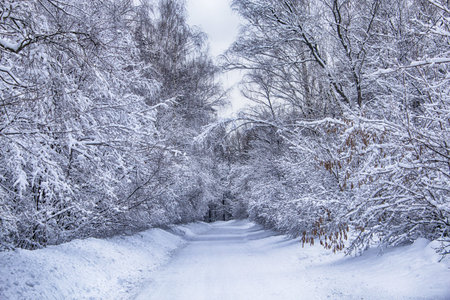 Landscape in a winter Park with a deserted road. An empty path covered with snow. Landscape in the...