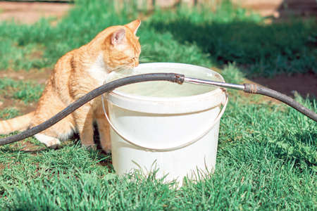 Red cat drinks water from a white bucketの写真素材