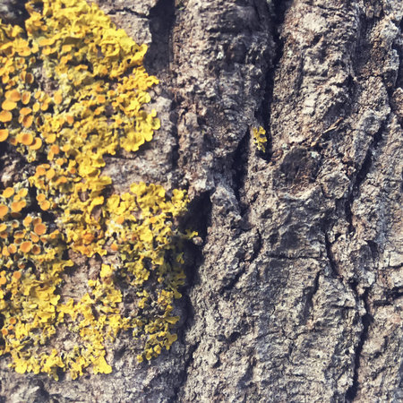 Yellow lichen on the bark of an old tree, background