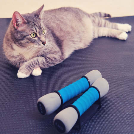 A gray cat lies on a sports mat next to dumbbells. The concept of fitness training and yoga in the...