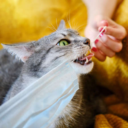 Gray cat plays with a medical mask while lying on a sick bedの写真素材