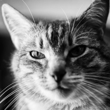 Head of a gray retro cat close-up, black and white. Face of a old male cat, monochrome portrait