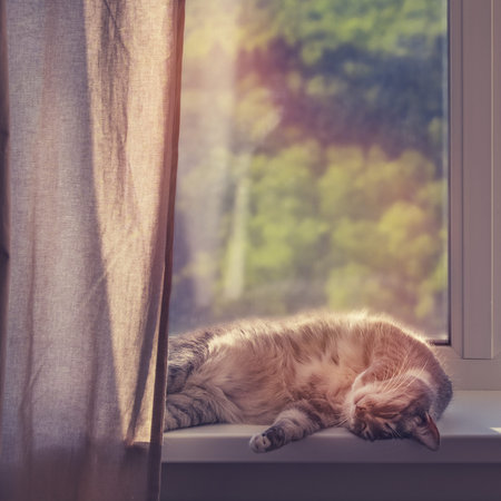 A cat sleeps by a window with green trees in a spring park. Stay home because of the coronavirus...