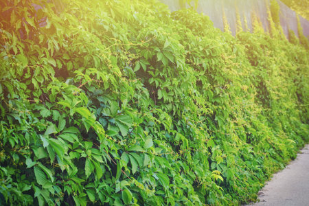 Background wall of green leaves, copy space. The texture of the tree branches summer ivy on the...