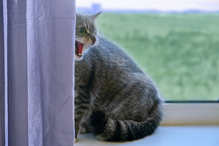 Angry cat on window background hisses showing teeth, copy space