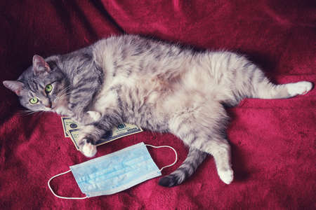A fat cat is lying on a red bed with money us dollars and a medical mask, the concept of isolation from the coronavirusの写真素材