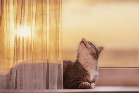 Cat is lying at the window with a beautiful orange sun dawn. The concept of stay home because of the epidemic of the coronavirusの写真素材