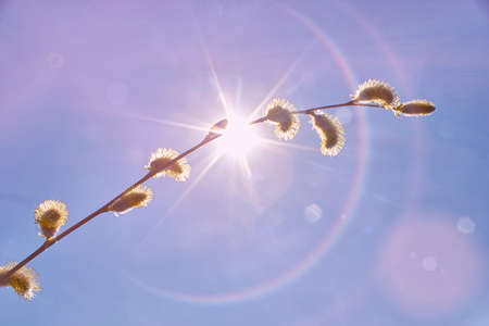 Blue spring sky and buds on the tree. Spring weather on a sunny day. A branch of a blossoming willow in the sun.の写真素材