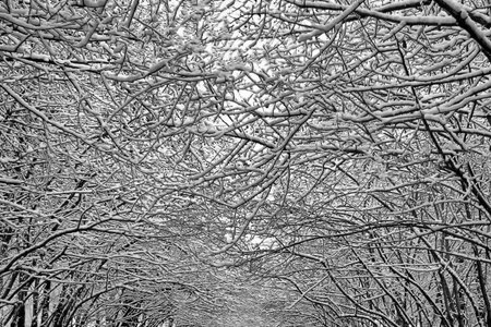 Background, intertwining tree branches covered with snow. Texture of icy shrub branches intertwining...