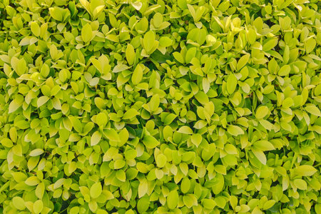 Wall of green leaves, texture. Background bush light green color. Leaves and branches of the shrub,...
