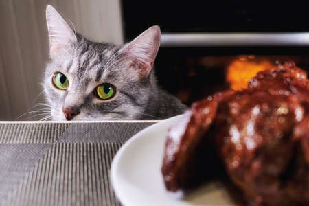 Cat close-up glances at piece meat. Pet watch from behind kitchen table. Gray cat looks at background of kitchen and a large piece meat on a plate. Bad food for cats.の写真素材