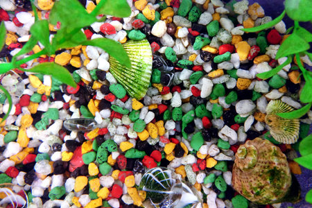Aquarium background - top view. Texture of colored stones. Aquarium soil with shells on the bottom.の写真素材