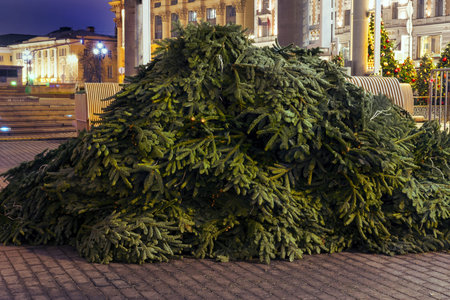 Discarded Christmas trees after the end of the new year holidays.の写真素材