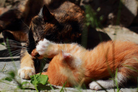 Red kitten playing with her mother. Tricolor cat on the street messing with your child. Cat games in...