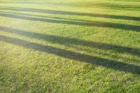 Shadows from trees on yellow autumn grass in the light of the setting sun